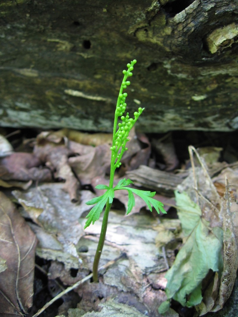 Botrychium angustisegmentum photo 2