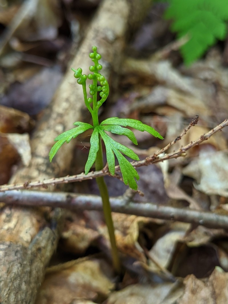 Botrychium angustisegmentum photo 3