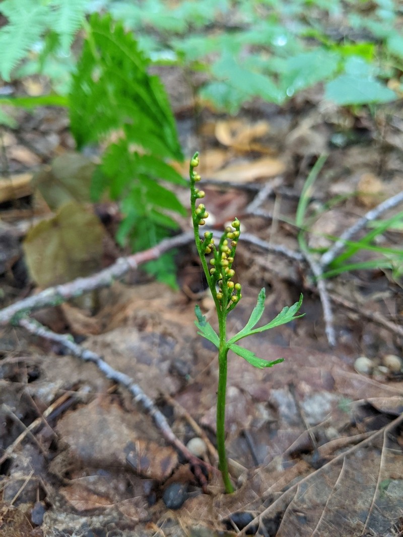 Botrychium angustisegmentum photo 4