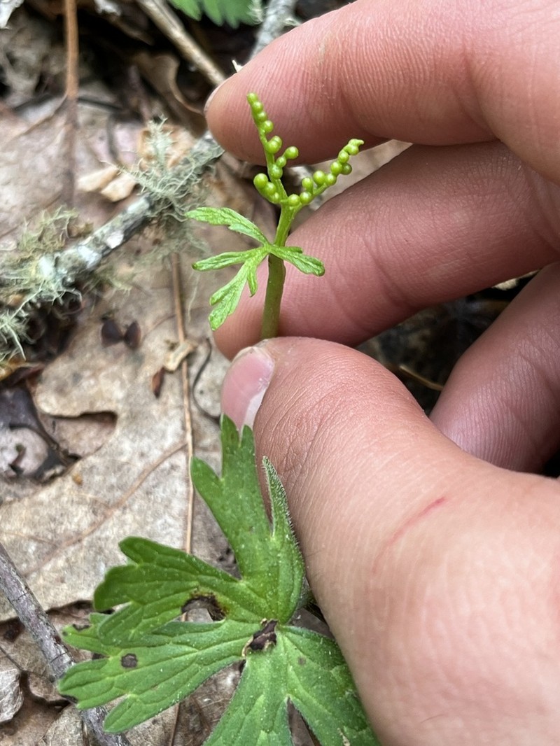 Botrychium angustisegmentum photo 5
