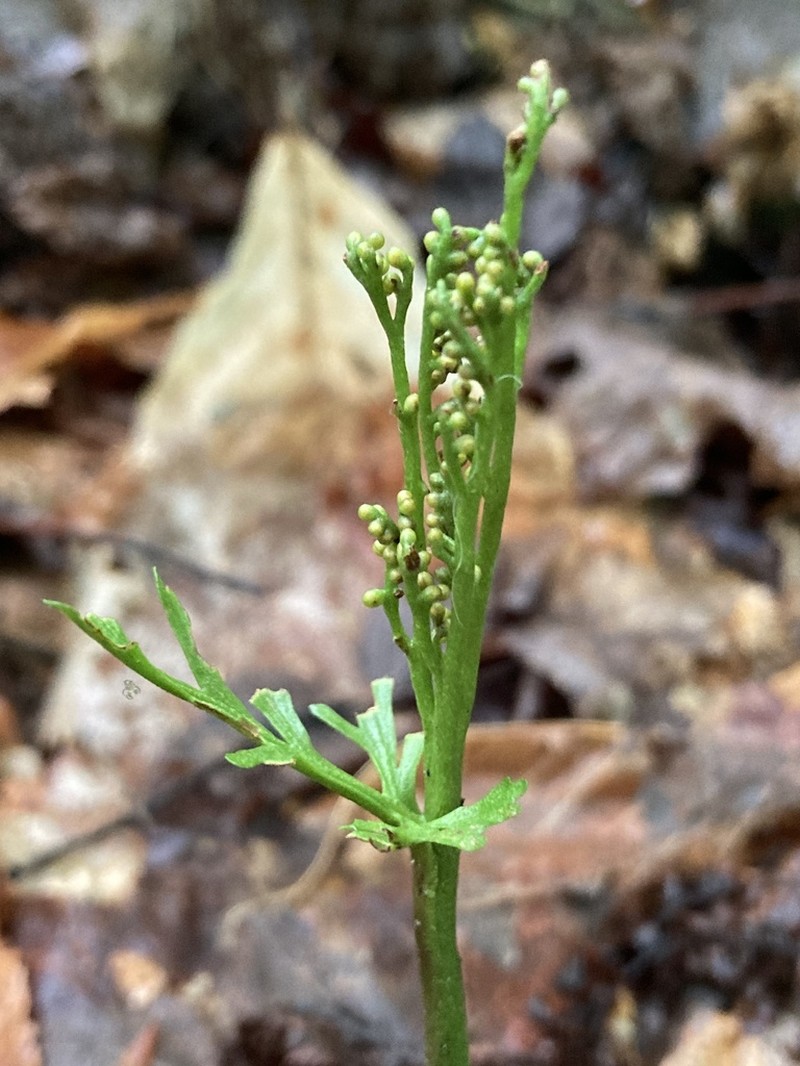 Botrychium angustisegmentum photo 6