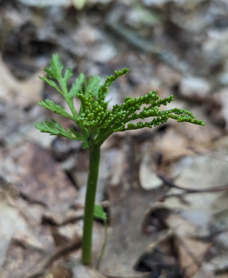 Botrychium angustisegmentum photo 7