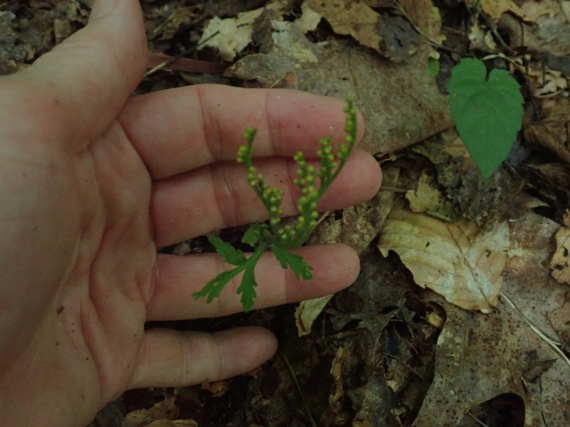 Botrychium angustisegmentum photo 8