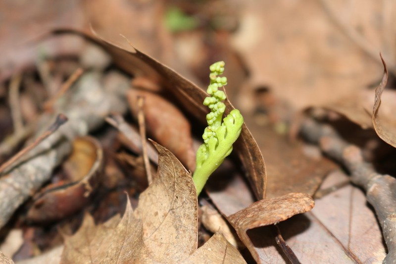 Trianglelobe Moonwort photo 3