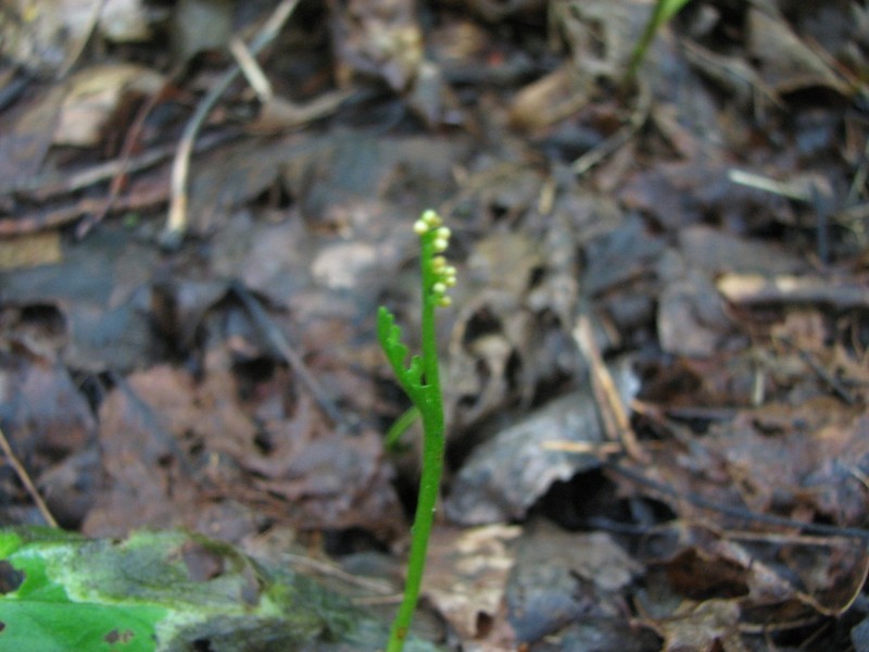 Trianglelobe Moonwort photo 4