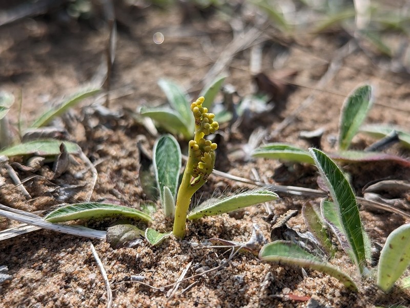 Trianglelobe Moonwort photo 5