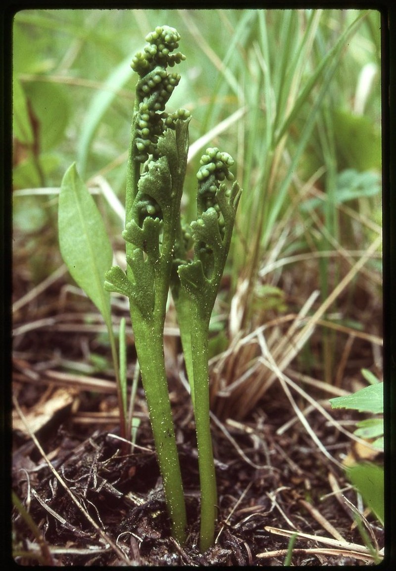 Trianglelobe Moonwort photo 6
