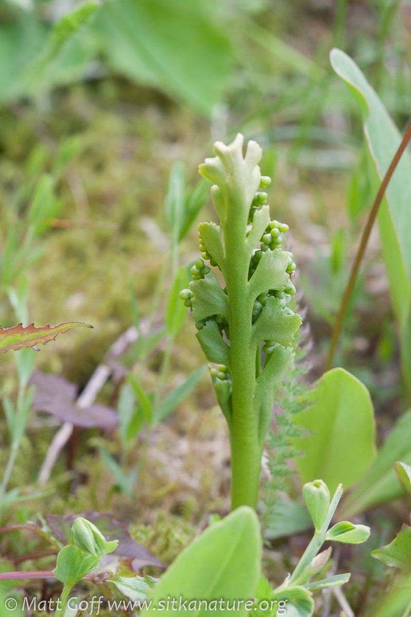 Trianglelobe Moonwort photo 7