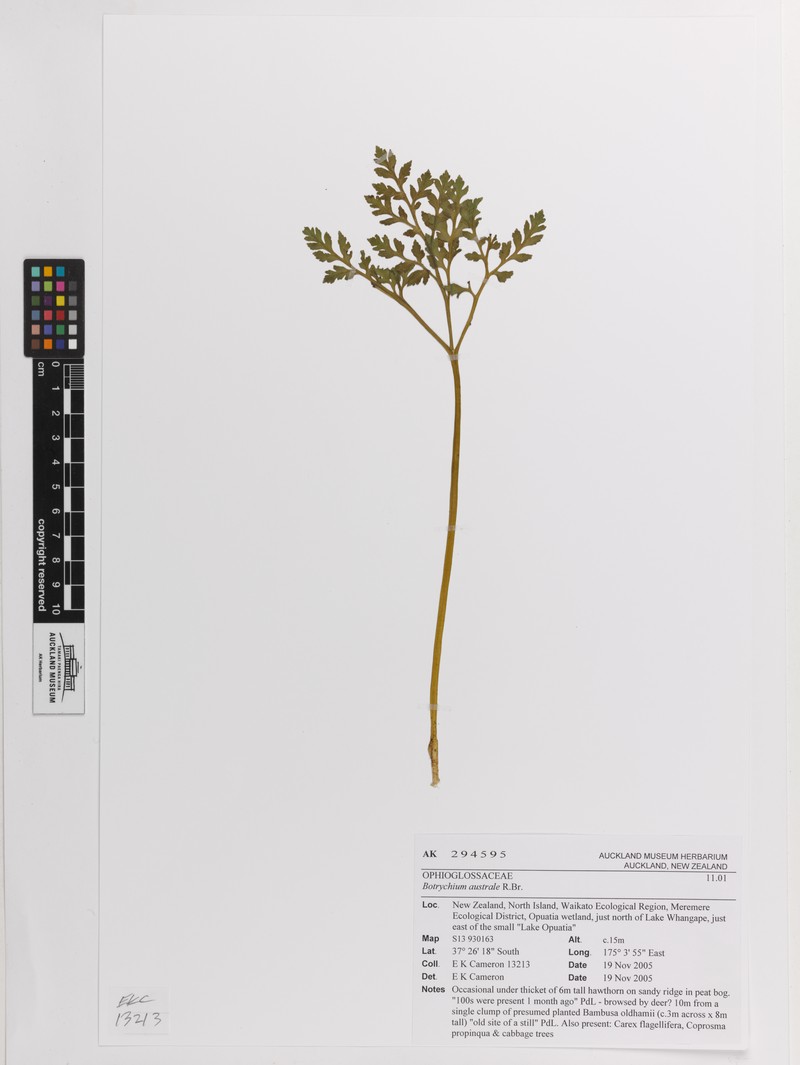 Botrychium australe photo 2