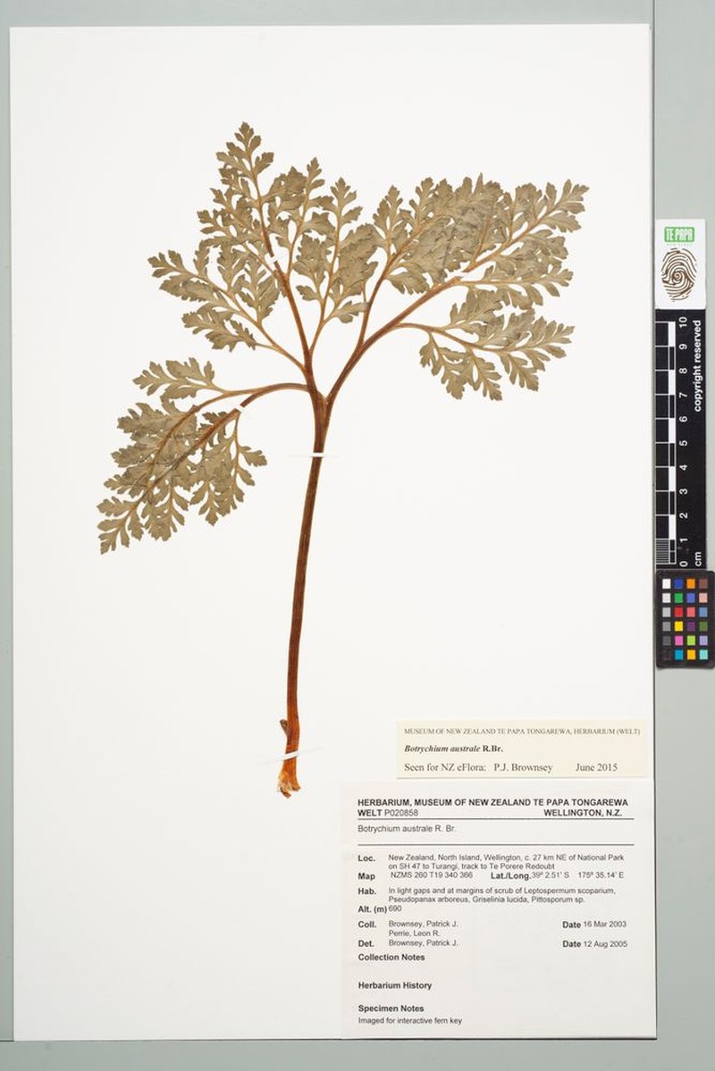 Botrychium australe photo 3