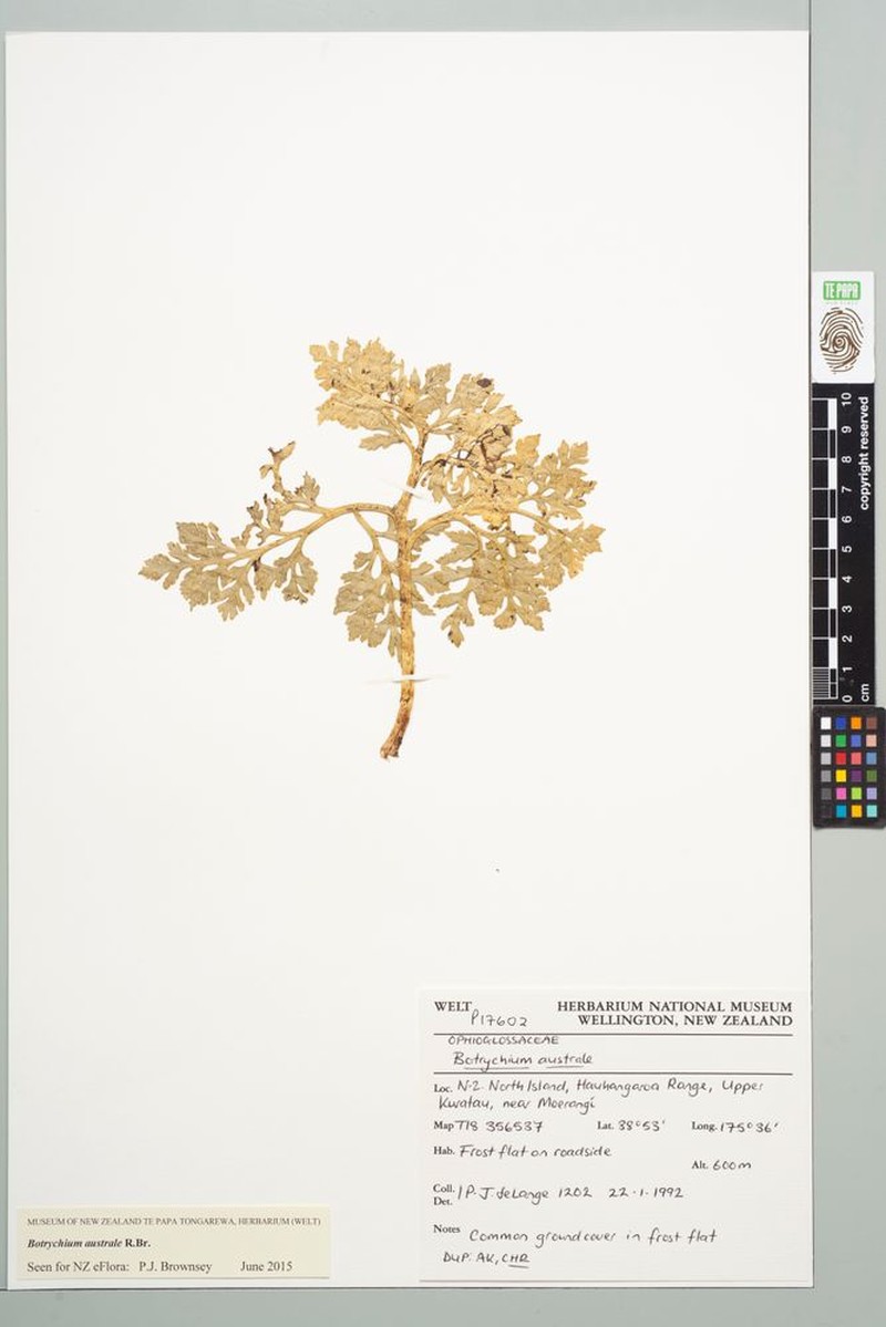 Botrychium australe photo 4