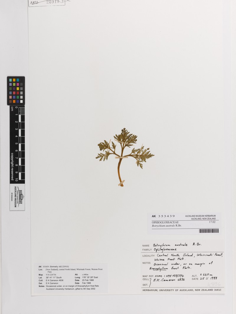 Botrychium australe photo 5