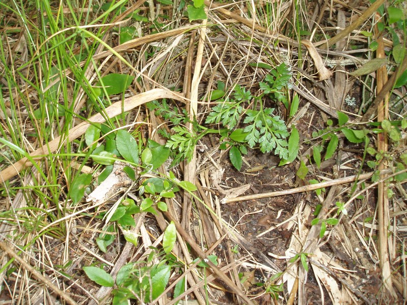 Botrychium australe