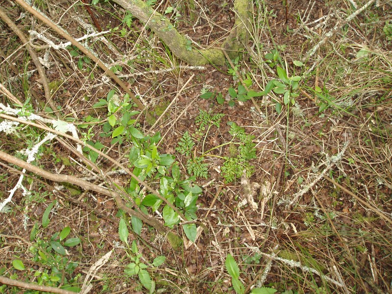 Botrychium australe photo 6