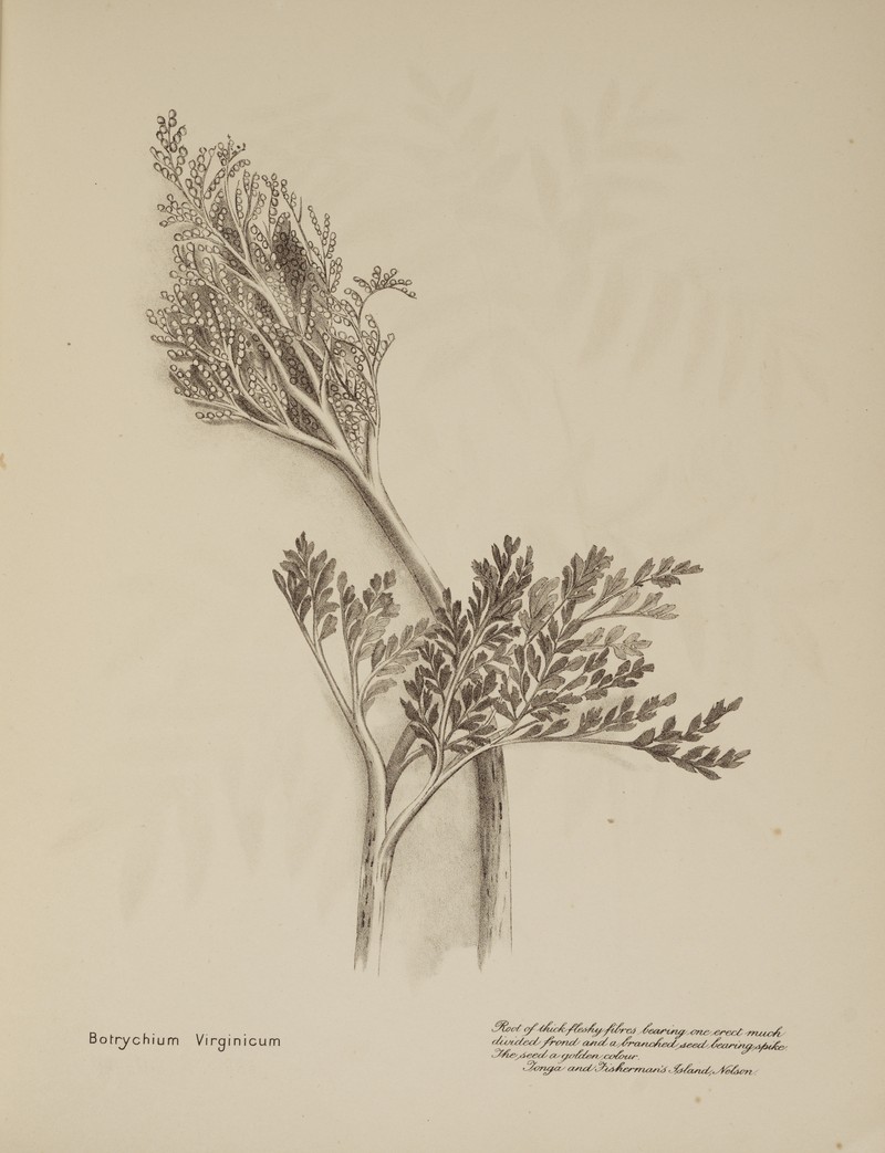 Botrychium australe photo 7