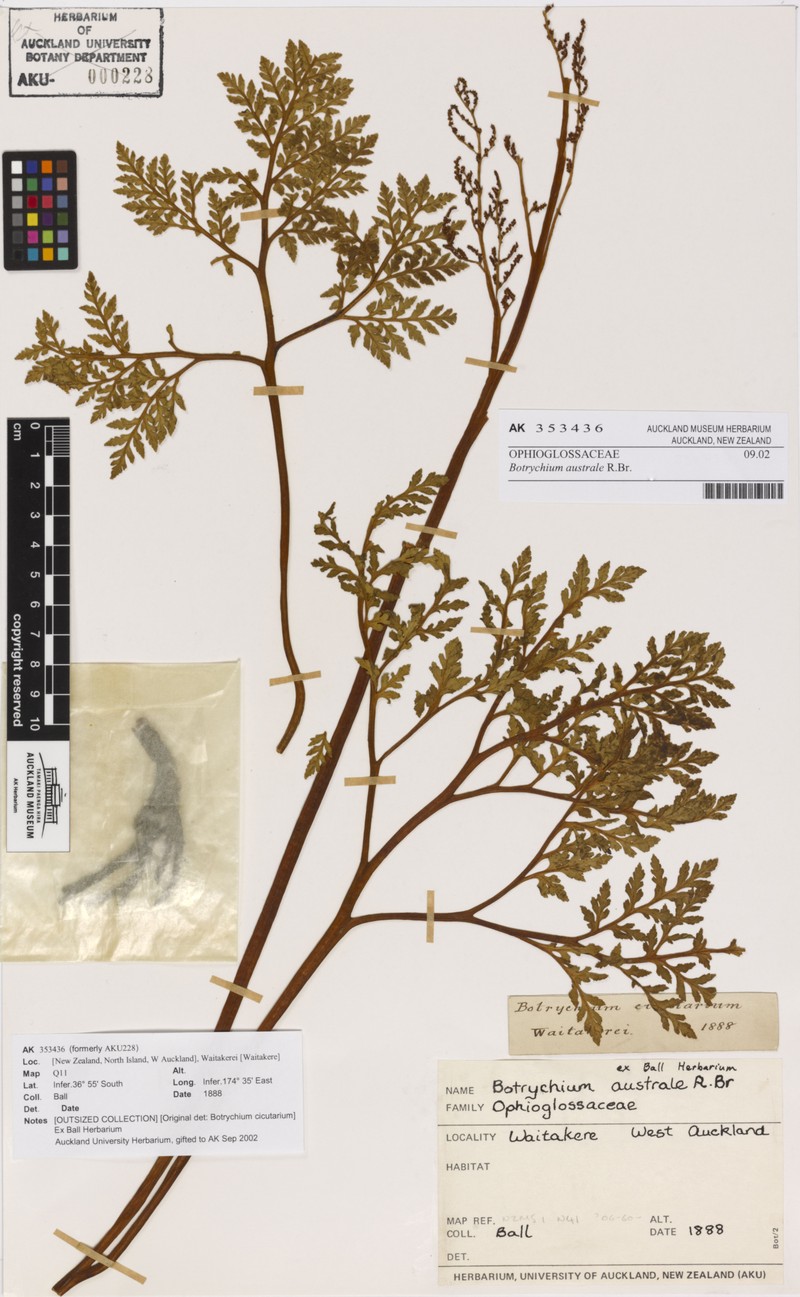 Botrychium australe photo 8