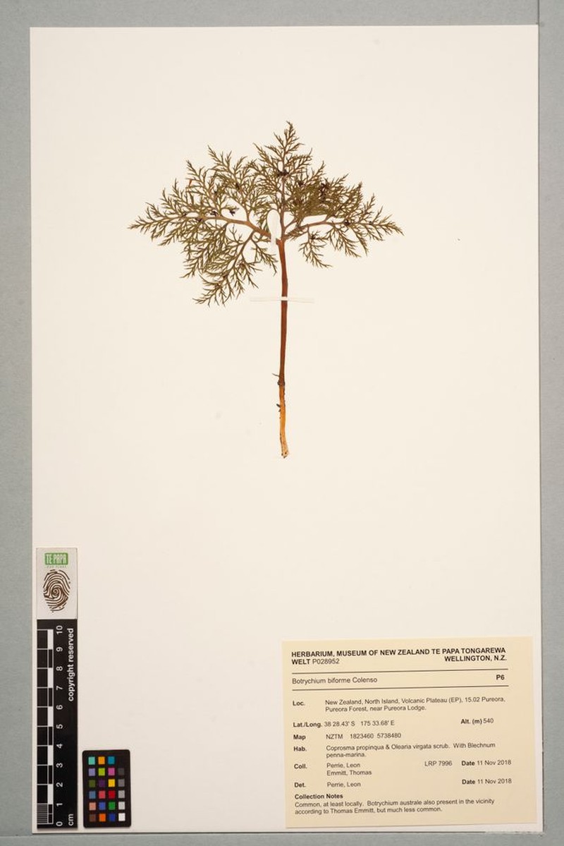 Botrychium biforme photo 2