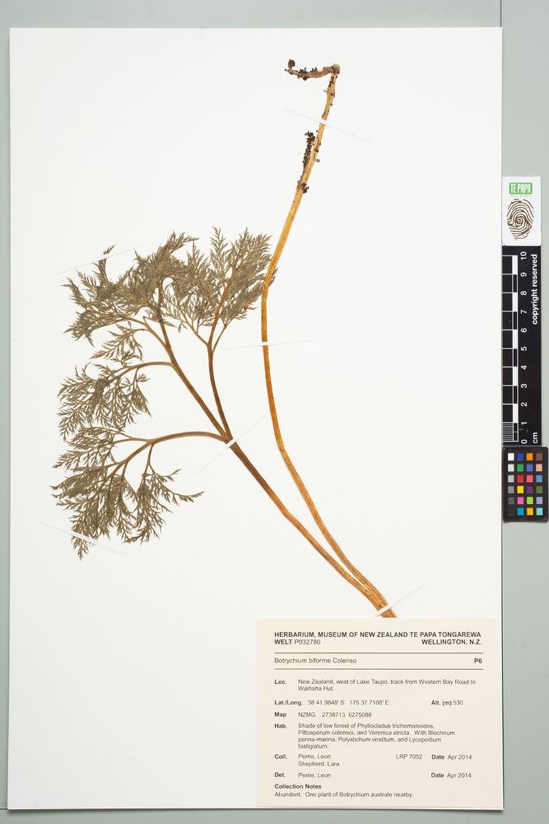 Botrychium biforme photo 3