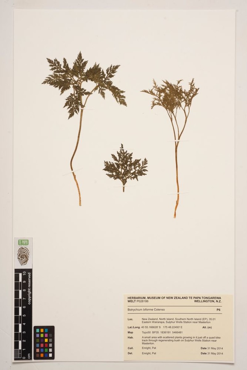 Botrychium biforme photo 4