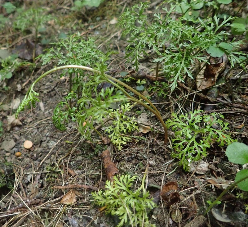 Botrychium biforme