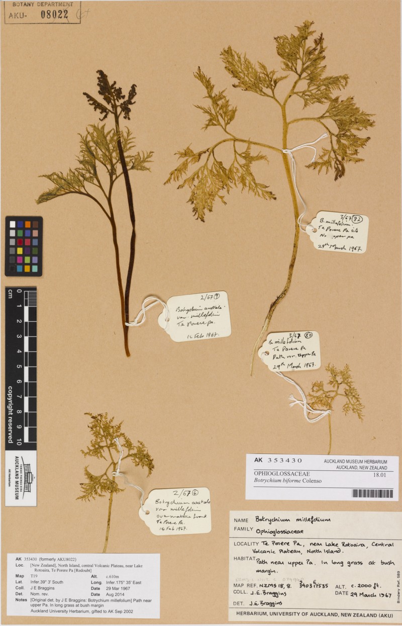 Botrychium biforme photo 5