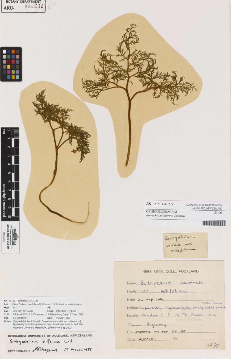 Botrychium biforme photo 6