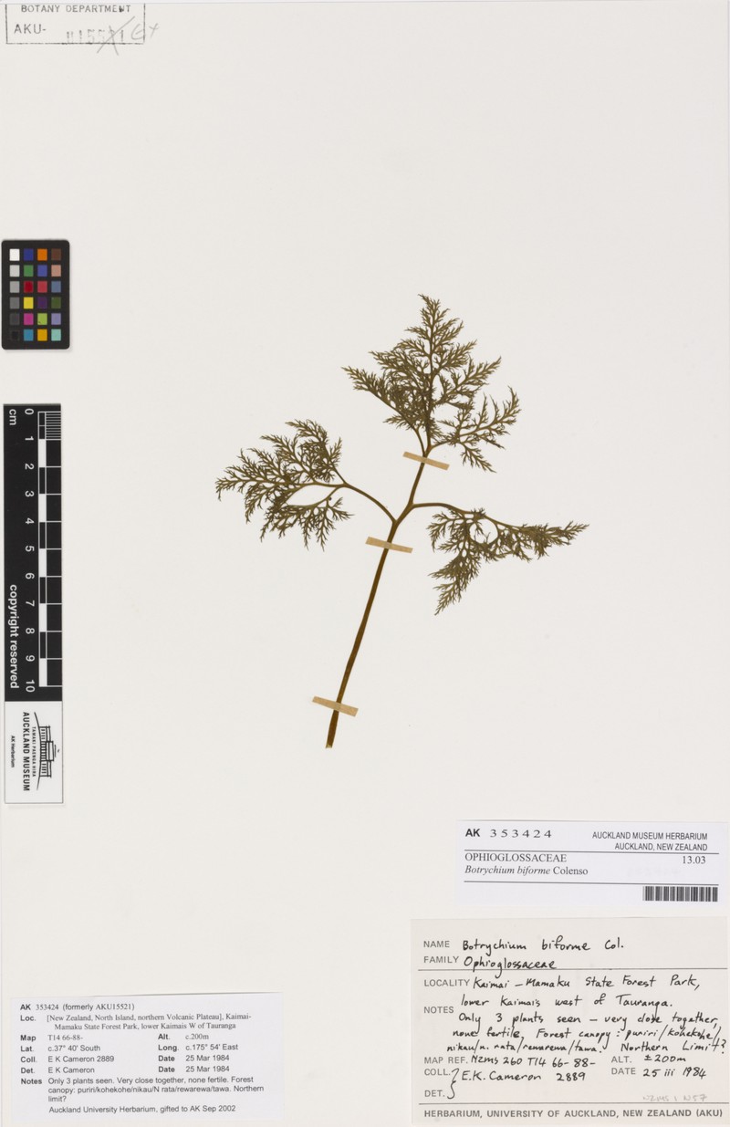 Botrychium biforme photo 7