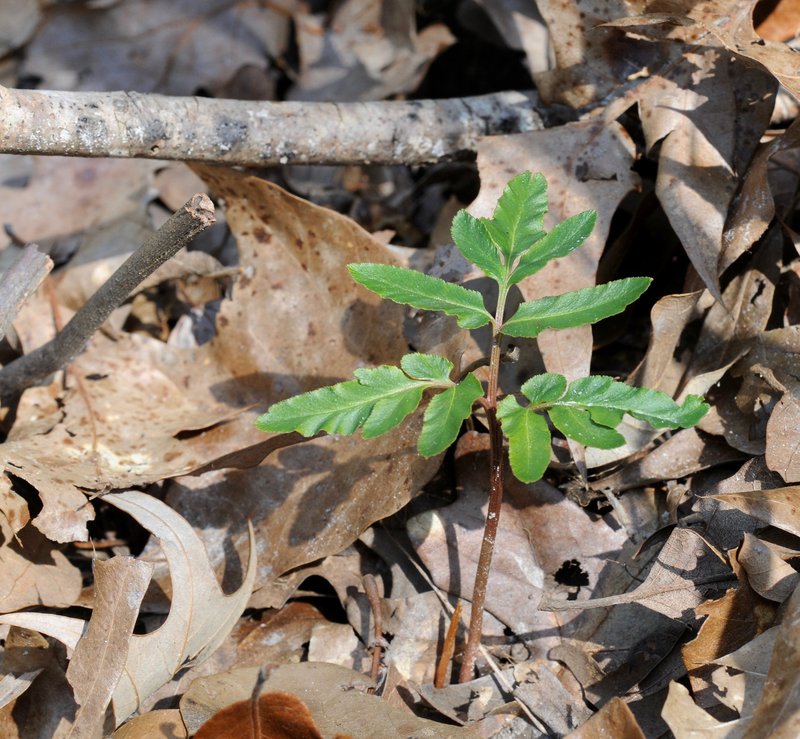 Sparselobe Grapefern