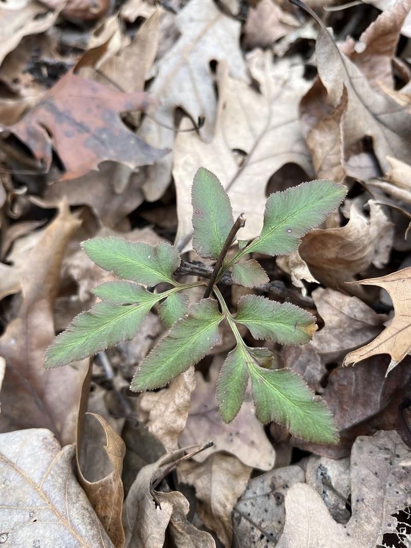 Sparselobe Grapefern
