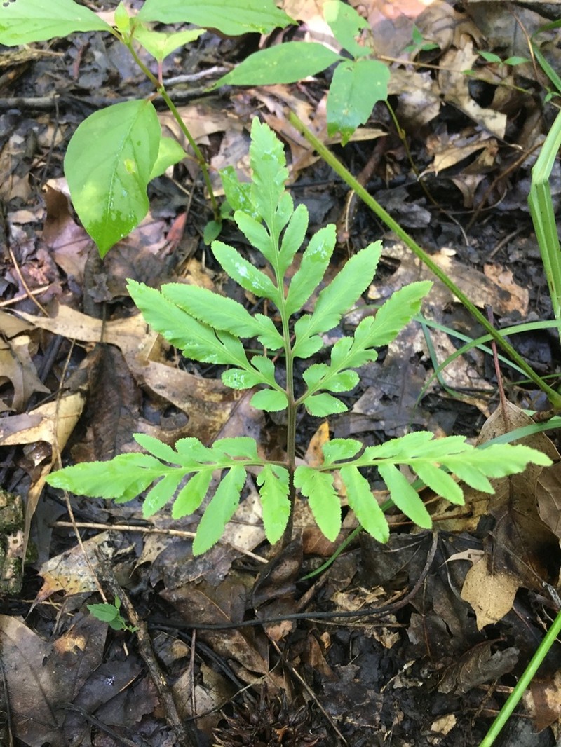 Sparselobe Grapefern photo 2