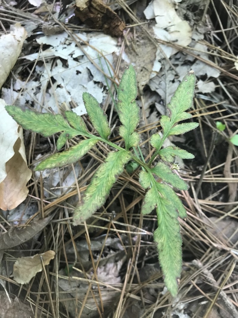 Sparselobe Grapefern photo 3