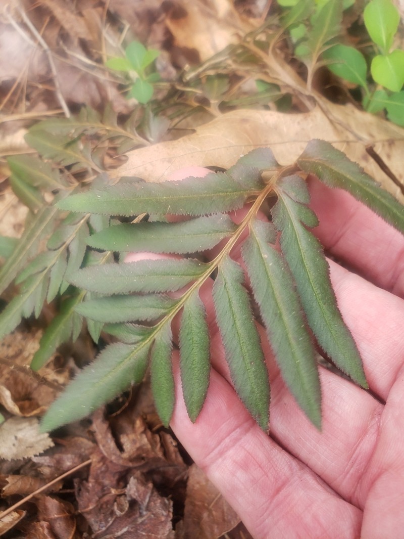 Sparselobe Grapefern photo 5