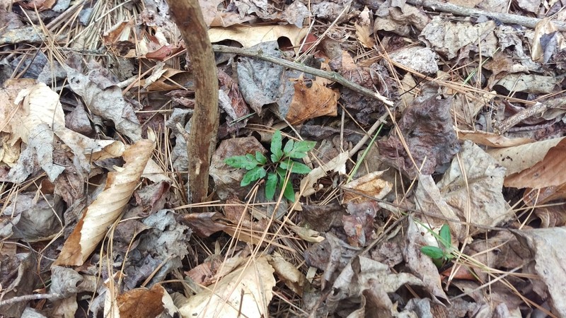 Sparselobe Grapefern photo 6