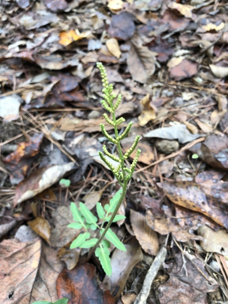 Sparselobe Grapefern photo 7
