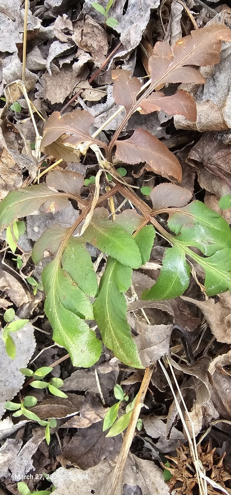 Sparselobe Grapefern photo 8
