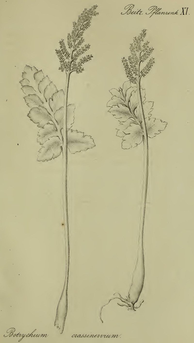 Northern Moonwort photo 2