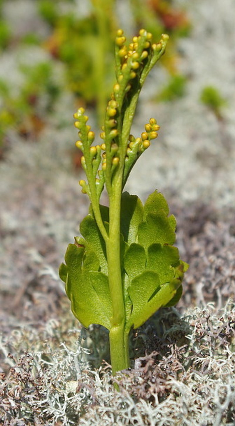 Northern Moonwort photo 3