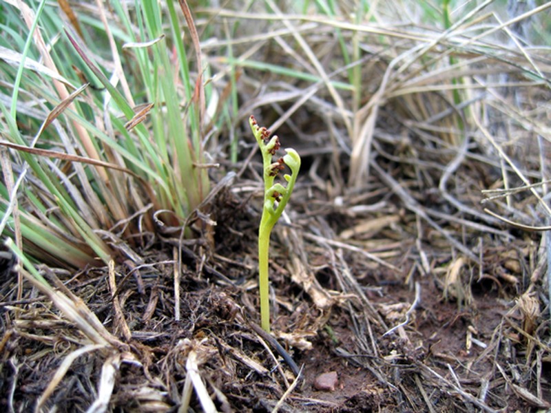 Iowa Moonwort