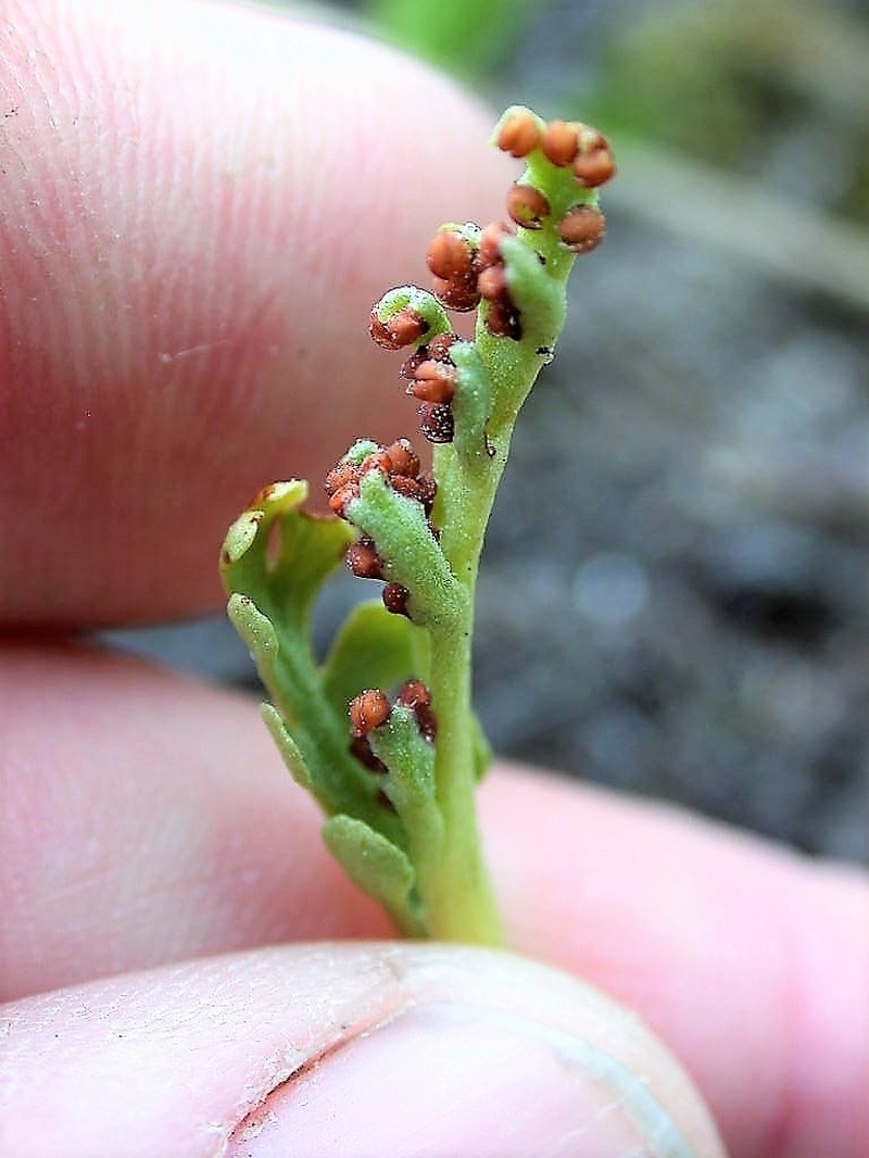 Iowa Moonwort photo 2