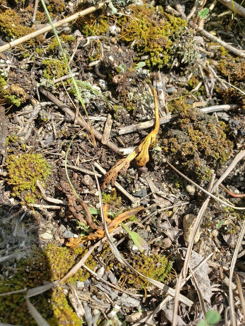 Iowa Moonwort photo 3