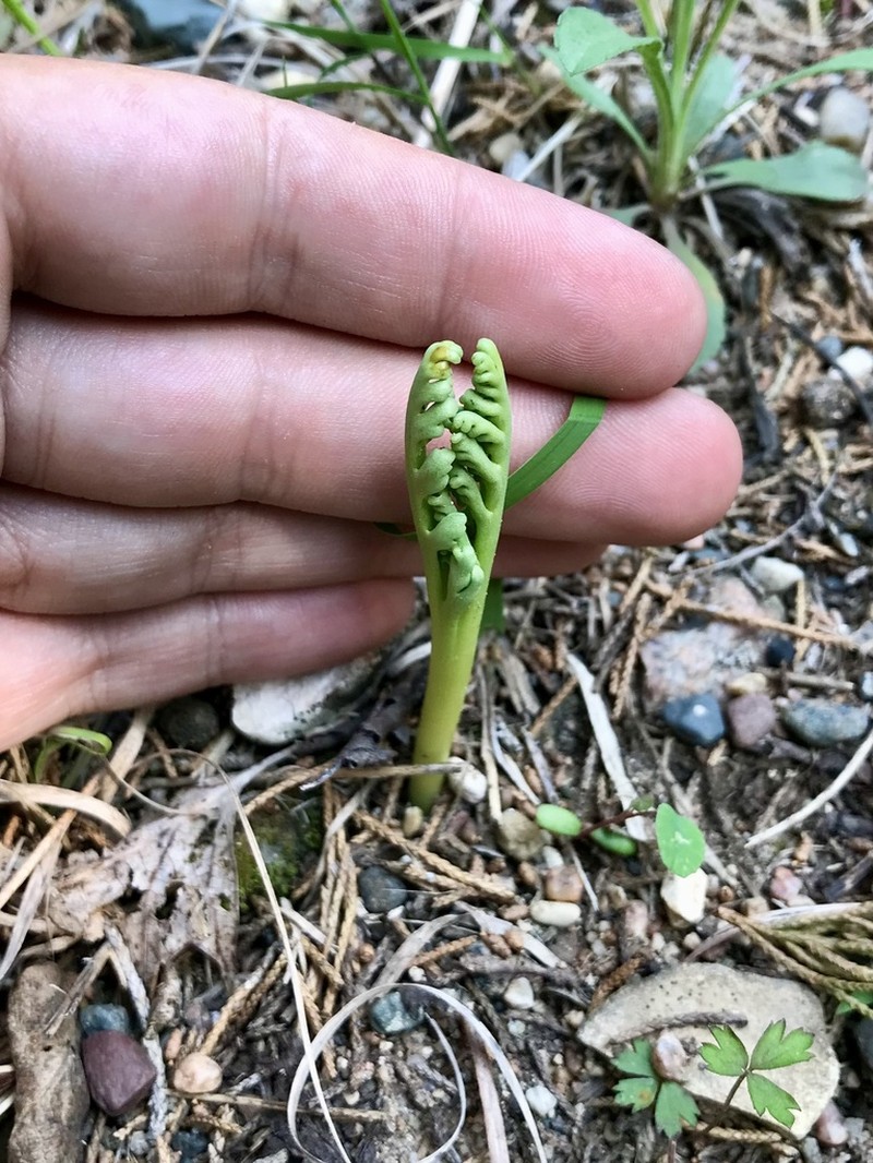 Iowa Moonwort photo 4