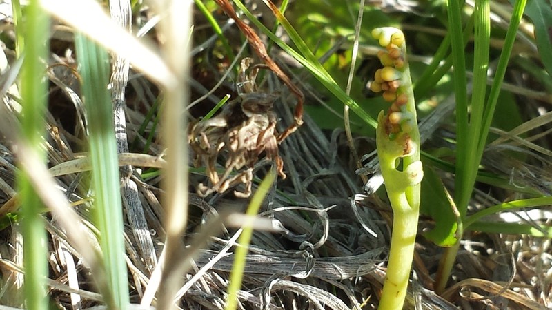 Iowa Moonwort photo 5