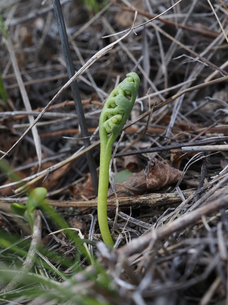 Iowa Moonwort photo 6