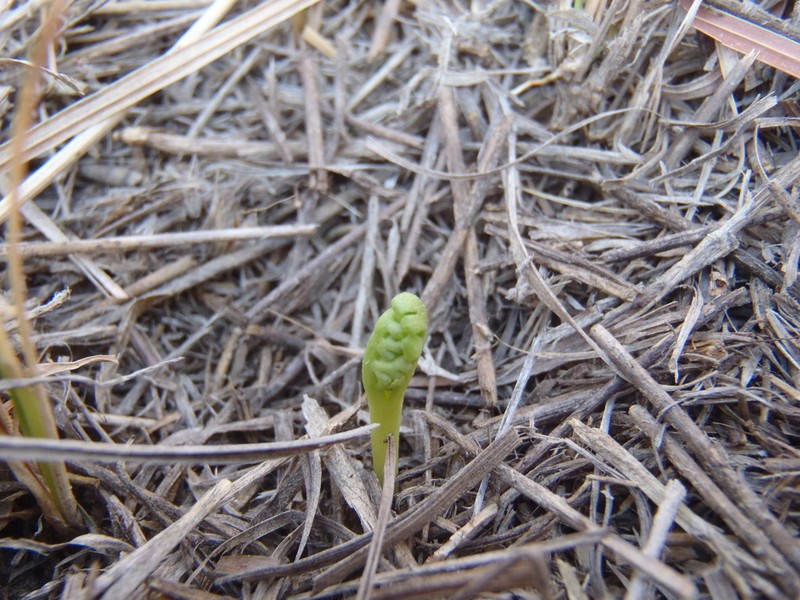 Iowa Moonwort photo 7
