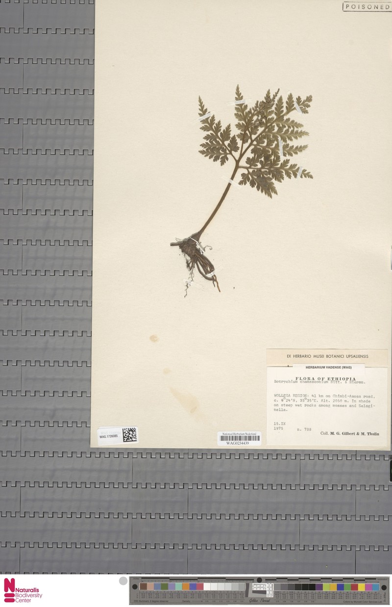 Botrychium chamaeconium