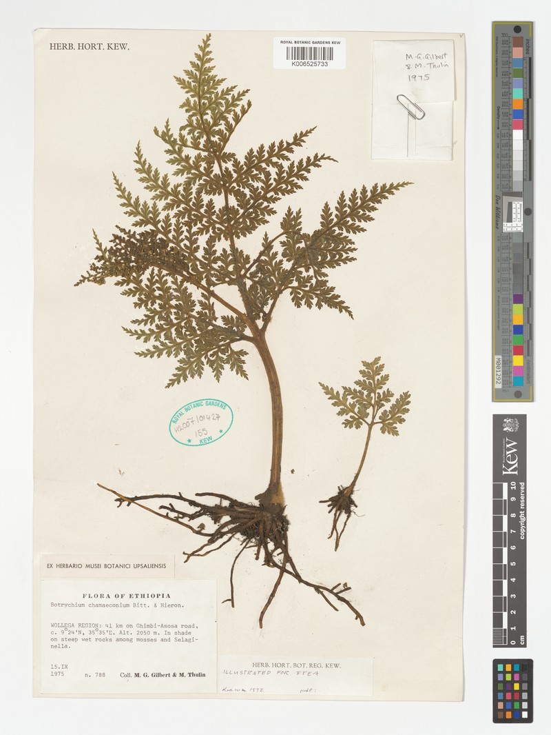 Botrychium chamaeconium photo 2
