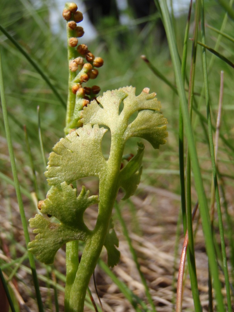 Scalloped Moonwort photo 2