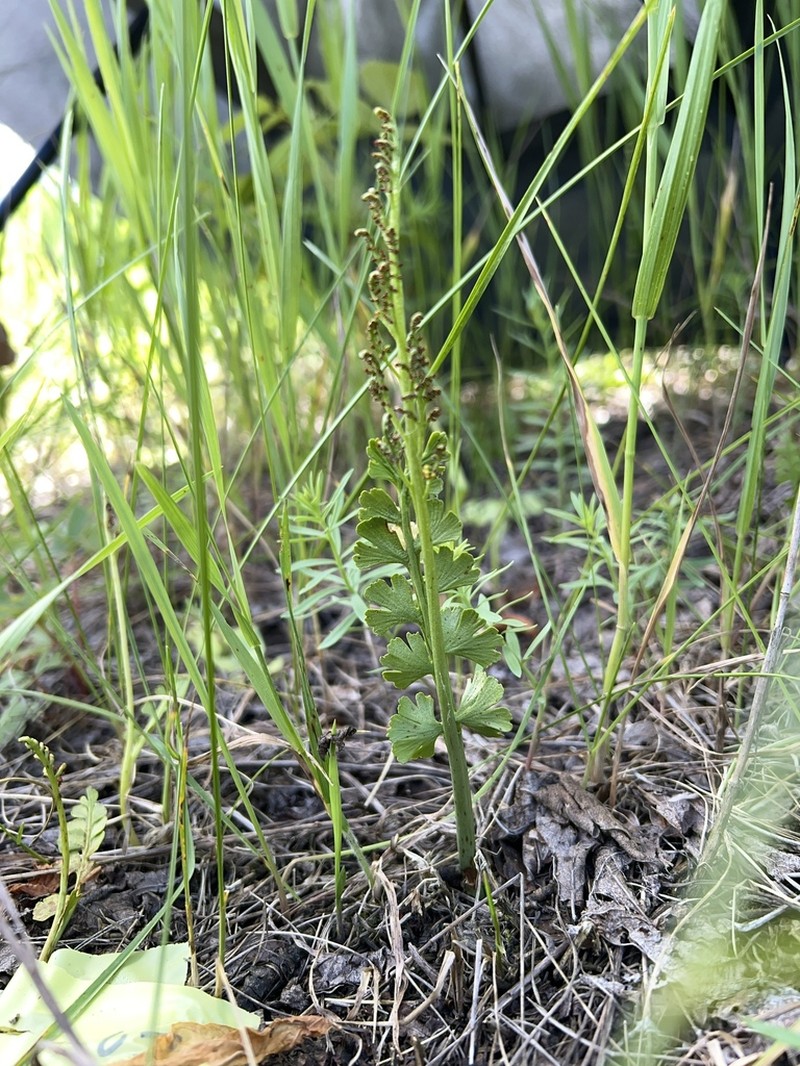 Scalloped Moonwort photo 3