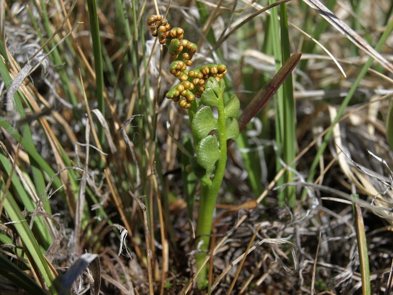 Scalloped Moonwort photo 4