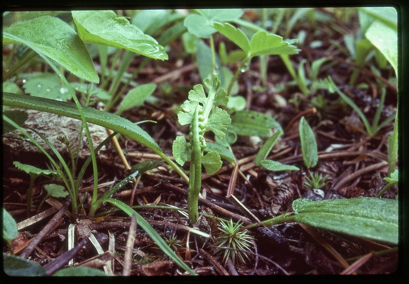 Scalloped Moonwort photo 5